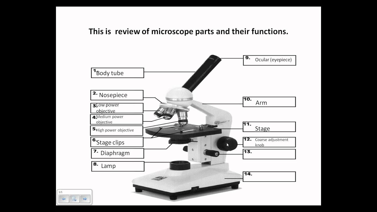Microscope Parts - copskiey With Microscope Parts And Use Worksheet
